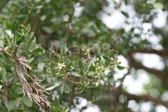 Aegle marmelos